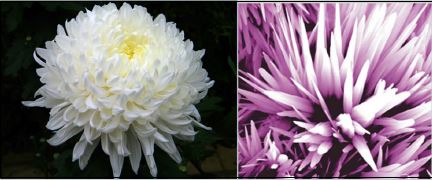 A white chrysanthemum (left) compared with a ZnO nanoflower developed by ultrasonication method (right). (Released)