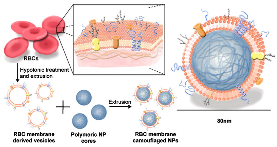 Figure 1. The cell membrane-coated nanoparticle. Cells are employed as a source of membrane material, which contains a wide range of functional ligands. The membrane is then fused onto nanoparticulate cores, resulting in a core–shell, cell-mimicking nanostructure that can be used for a variety of biomedical applications [10]. (Reprinted with Permission)