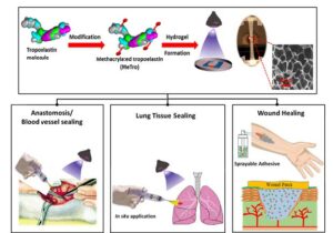 Researchers create highly elastic surgical sealant - BioTuesdays
