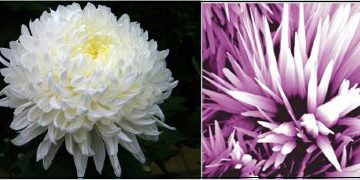 A white chrysanthemum (left) compared with a ZnO nanoflower developed by ultrasonication method (right). (Released)