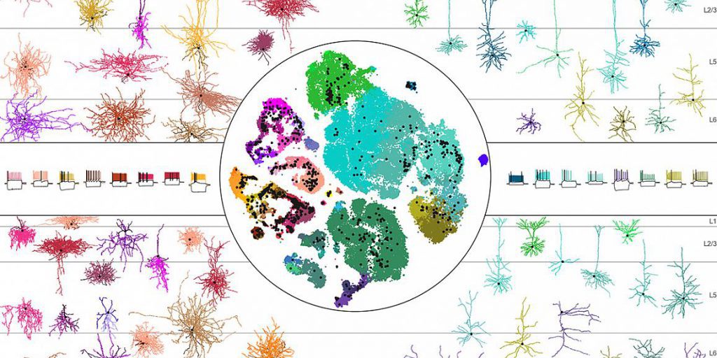 A multicolor visualization of the mouse MOp transcriptomic taxonomy overlaid with mapped neuronal cells surrounded by color-coordinated pictures of different types of neurons (GABAergic, glutamatergic, chandelier, etc.) and their electrophysiological signatures. Tolias/Nature