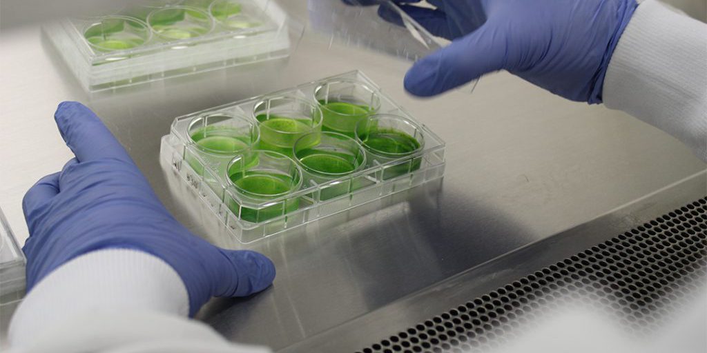 DEVCOM CBC researchers are analyzing samples from microalgae blooms across the American West and Southwest in order to identify and catalogue algae that produce harmful toxins (Source:  DEVCOM CBC).